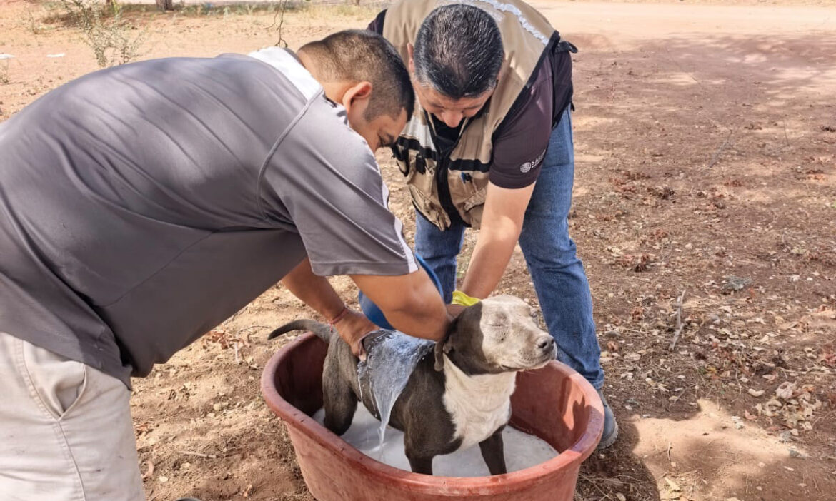Suman 34 muertes por rickettsia durante este año en Sonora