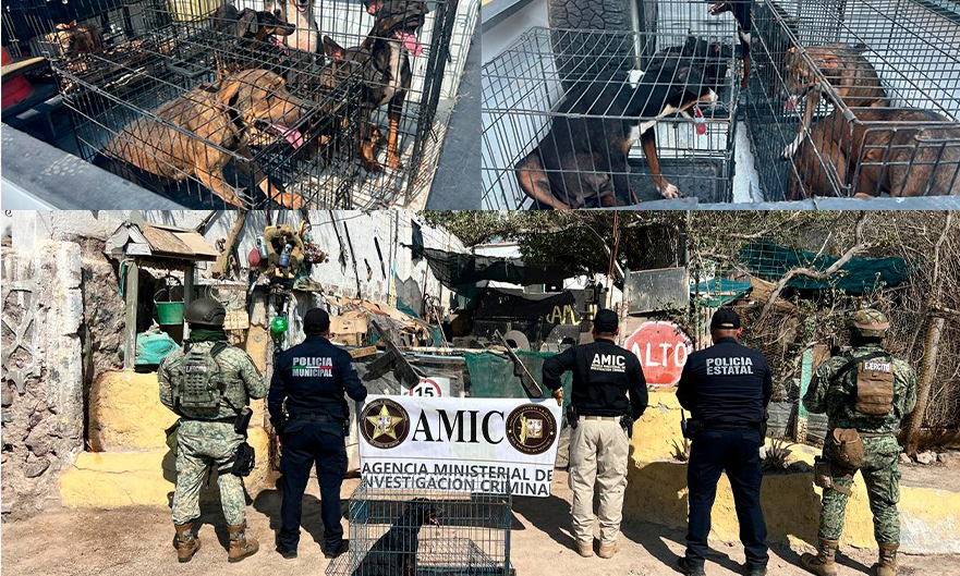 Rescatan en cateo a 18 perros maltratados en Sonoyta