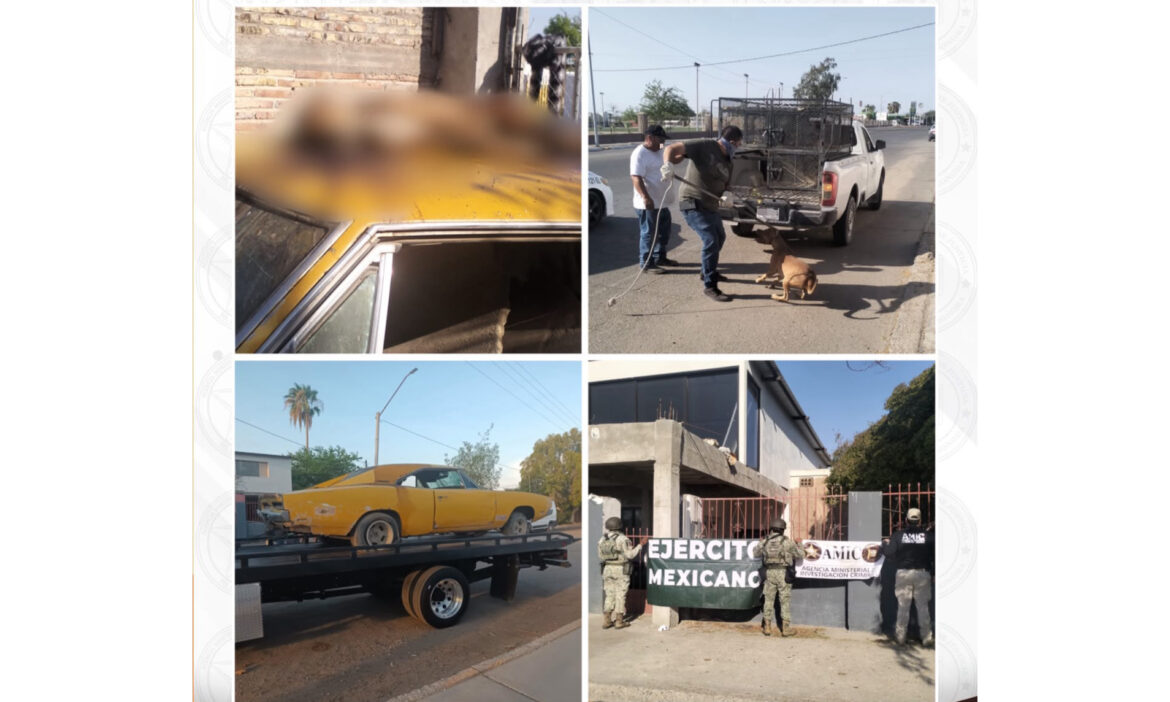 Rescatan a dos canes y localizan a otro sin vida en San Luis Río Colorado