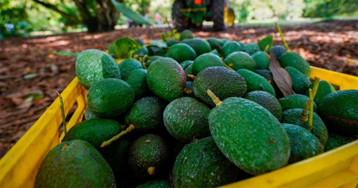 Gobierno reforzará seguridad en Michoacán por exportación de aguacate
