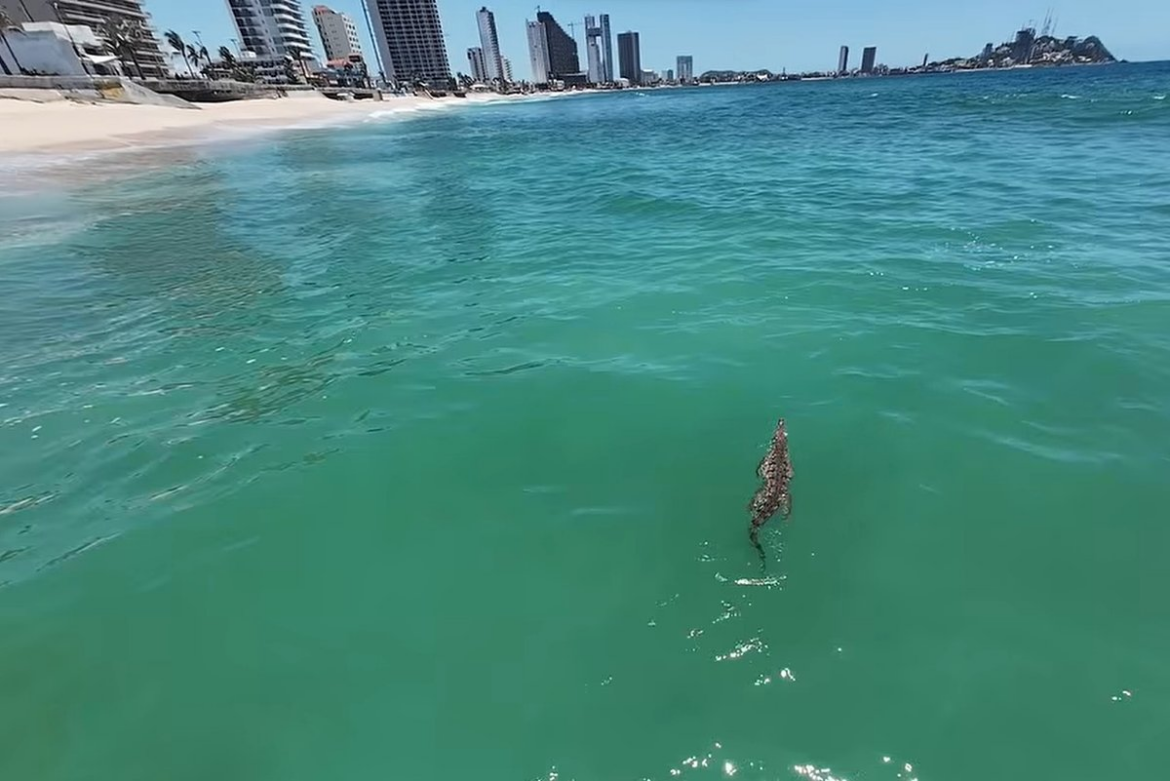 Restringen playas de Mazatlán por avistamiento de cocodrilo