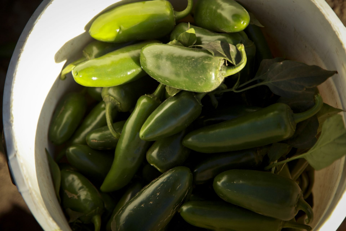 Salud descarta Salmonella Javiana en chiles jalapeños de Nuevo León
