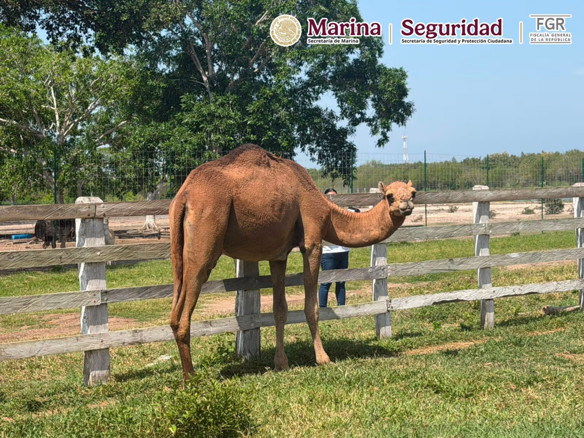 Aseguran 68 mil litros de huachicol y 135 animales en Tamaulipas