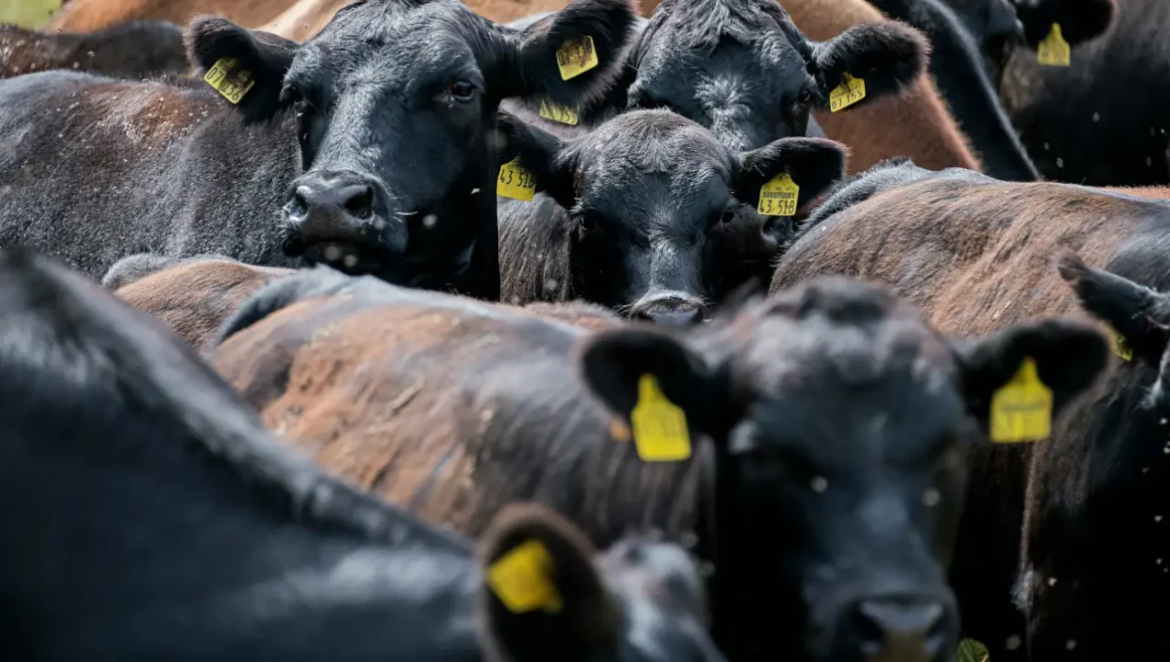México crea consejo para erradicar el gusano barrenador