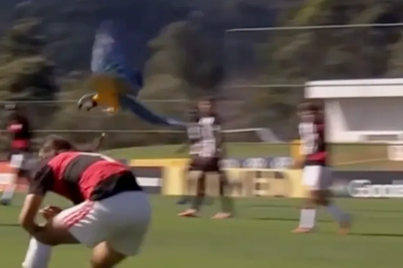 Guacamayo ataca a futbolista y detiene un partido en Brasil