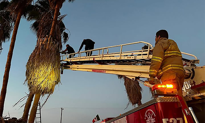 Hallan sin vida a cortador de palma en San Luis Río Colorado