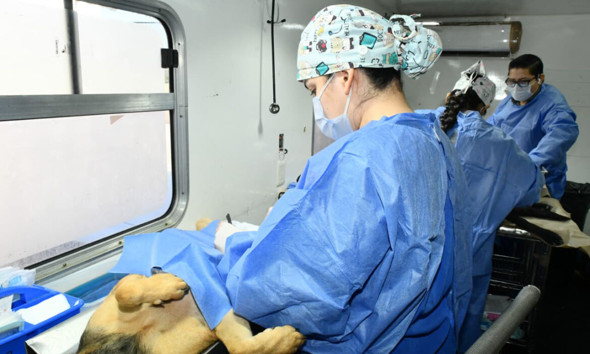 Realizarán jornada de castración gratuita a perros y gatos en la colonia Los Encinos