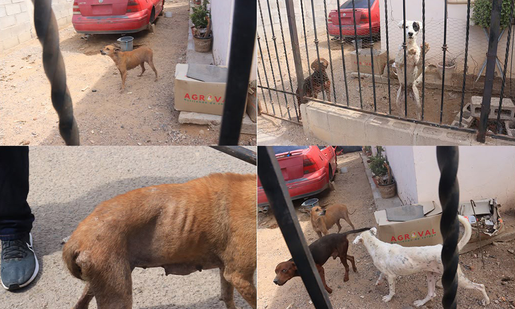 Rescatan a mascotas abandonados en la colonia 4 de Marzo