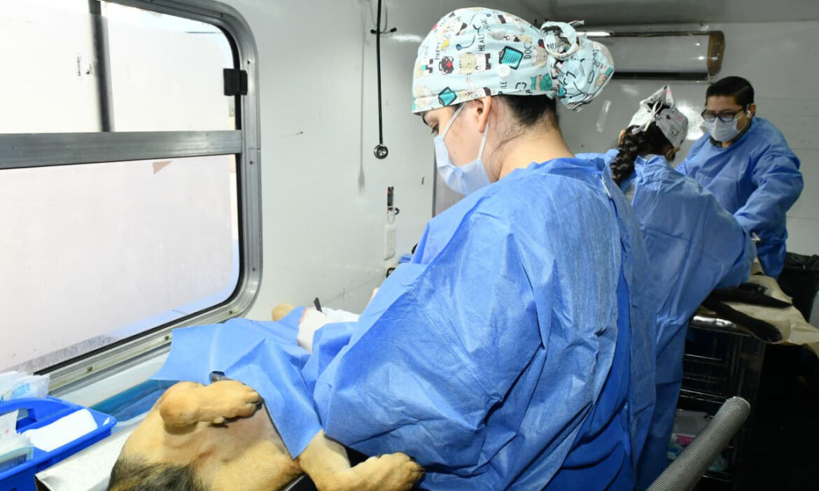 Gobierno de Hermosillo realizará castración animal en Zamora y Urbi Villa del Cedro