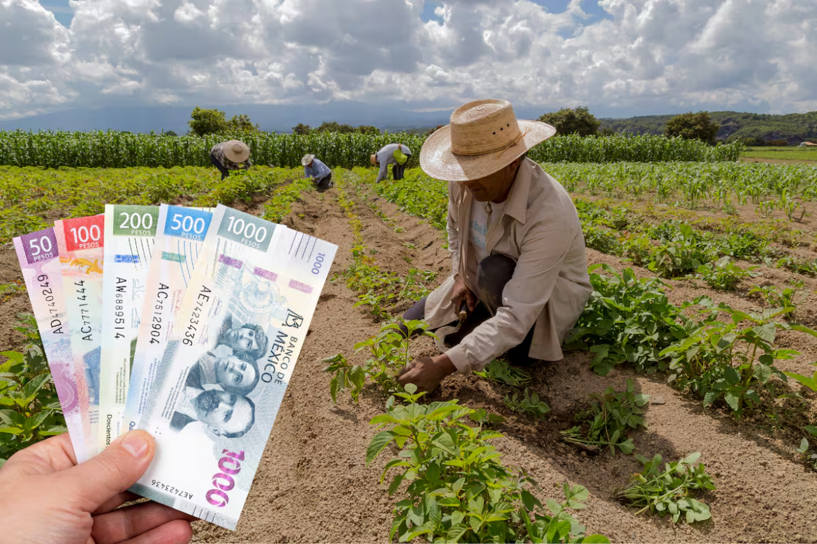 Sembrando Vida pagará 6 mil 450 pesos el 9 de septiembre