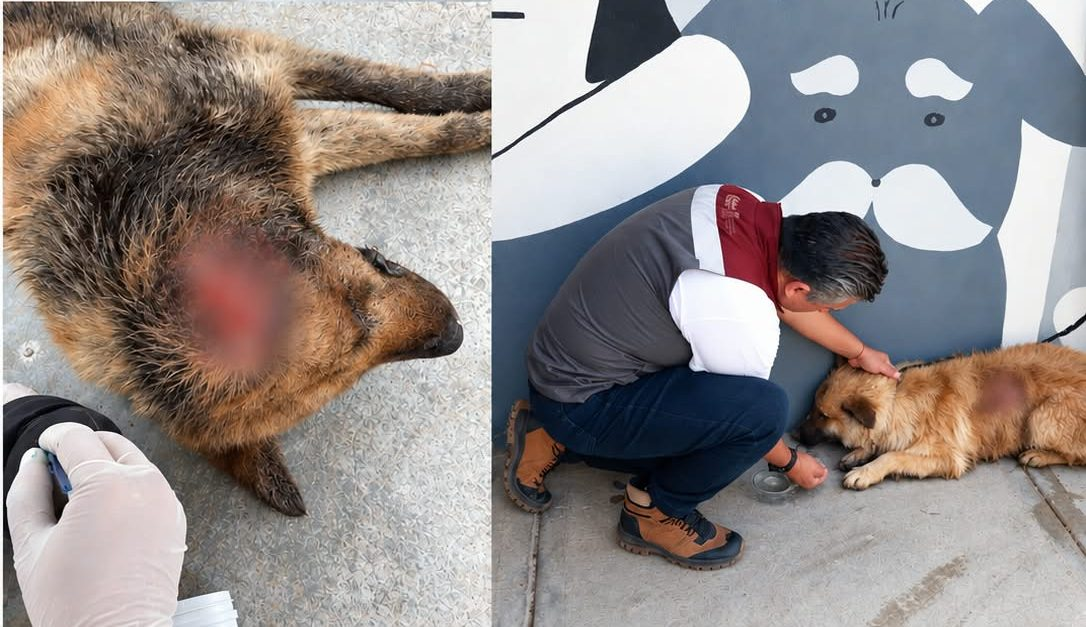 Alertan en Zacatecas por casos de gusano barrenador en perros; suman 10