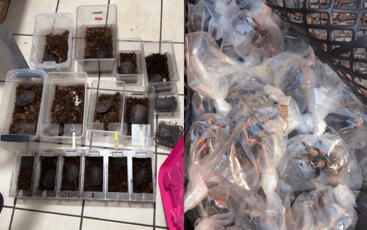 Profepa asegura 75 tarántulas y 20 tortugas que eran transportadas en un autobús en Chihuahua