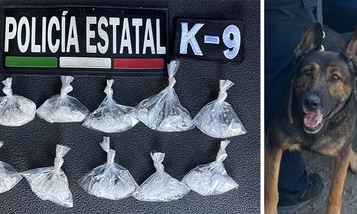 Atrapan a sujeto en posesión de drogas en la colonia Los Jardines