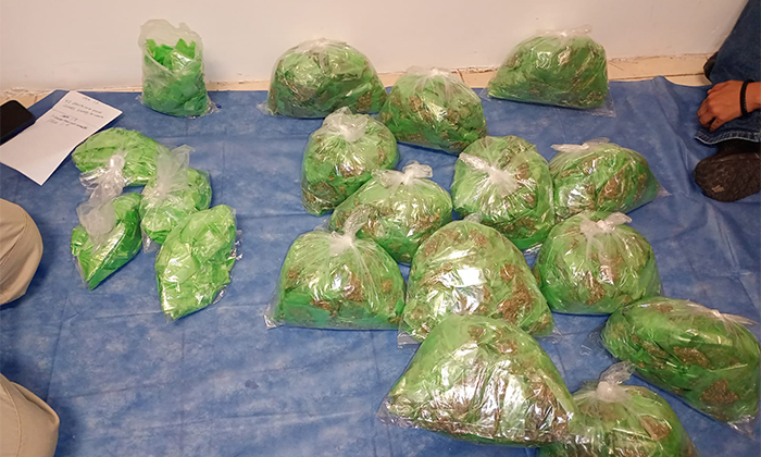 Aseguran casi 4 mil 500 dosis de drogas durante cateos en San Carlos