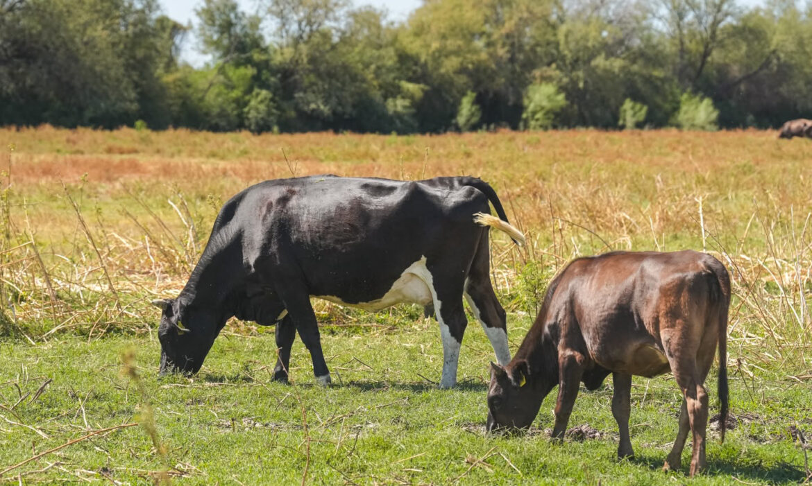 Rancheros sonorenses reanudarán exportación de ganado el martes
