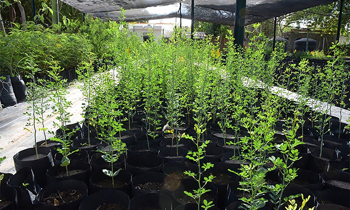 Obsequiarán árboles nativos en el Vivero Municipal