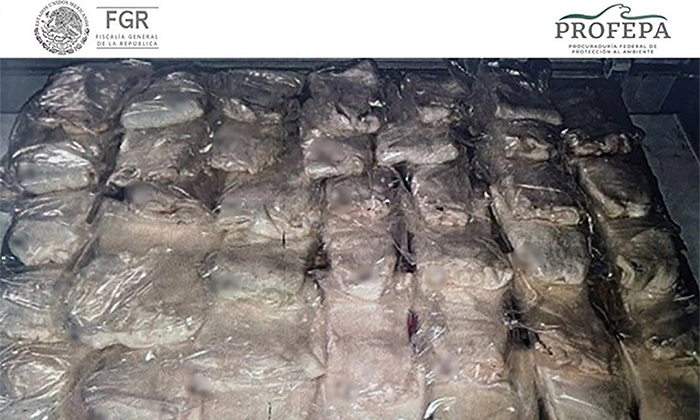 Condenan a traficante de totoaba de cuatro años de cárcel