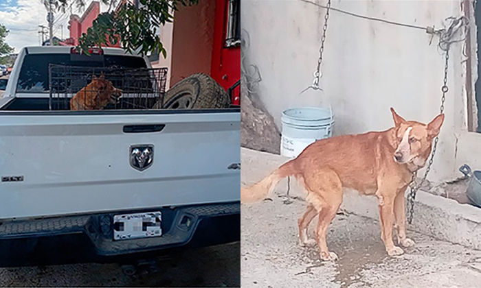 Rescatan y resguardan a canino tras cateo en Agua Prieta